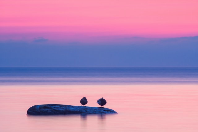 Seabirds quietly sitting on a rock in a calm sea